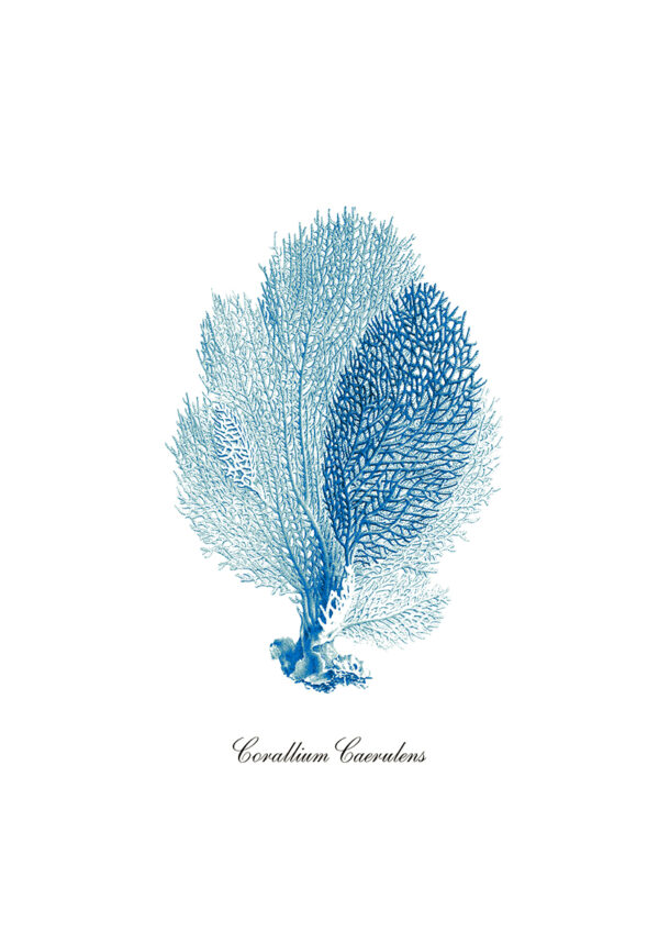 Ilustración de coral azul sobre fondo blanco