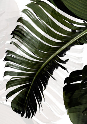 Primer plano de hoja tropical verde