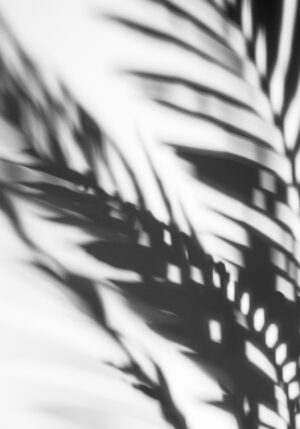 Juego de sombras con frondas de palmera