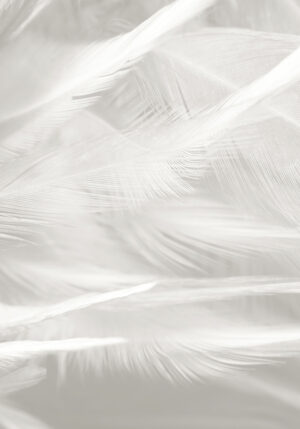 Textura macro de pluma blanca delicada