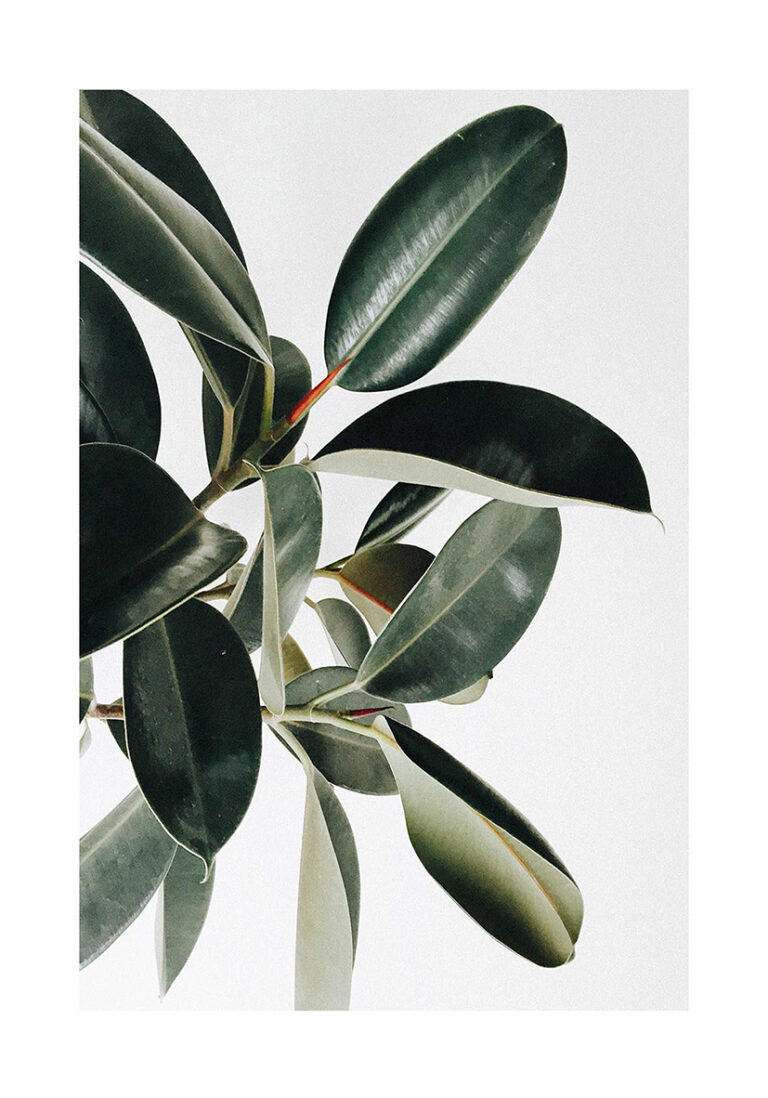 Estampa botánica minimalista con estilo elegante