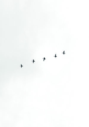 Aves volando en formación hacia el cielo