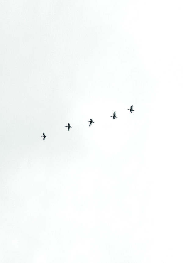Aves volando en formación hacia el cielo