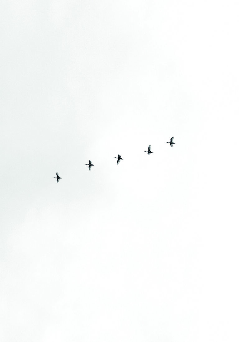 Aves volando en formación hacia el cielo