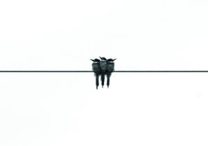Pájaros posados sobre cable eléctrico