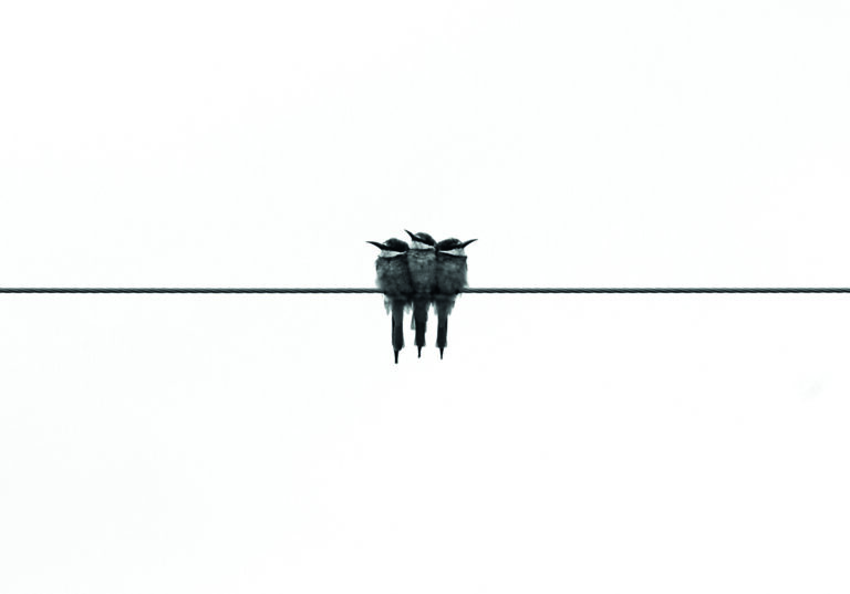 Pájaros posados sobre cable eléctrico