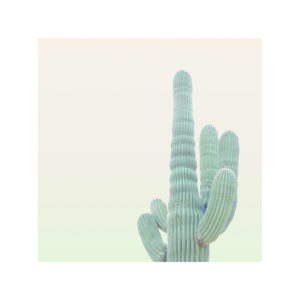 Cactus minimalista con fondo neutro