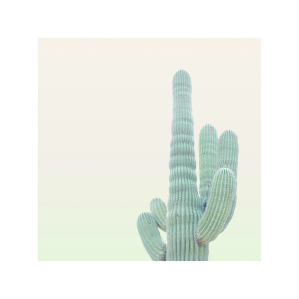 Cactus minimalista con fondo neutro