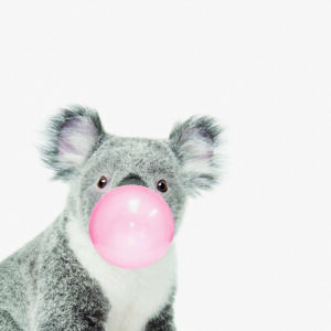 Koala con goma de mascar