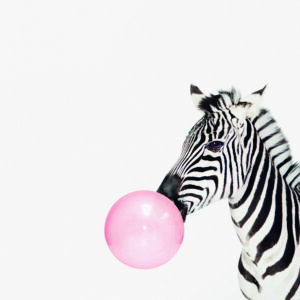 Cebra con globo de chicle rosado