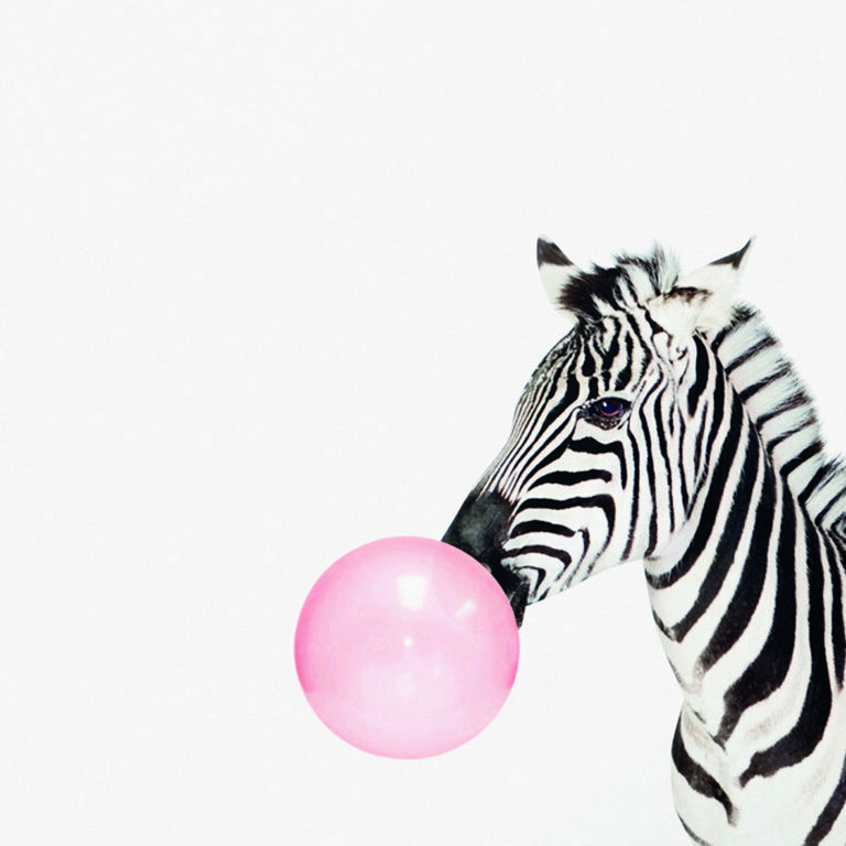 Cebra con globo de chicle rosado