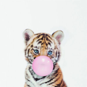 Tierno cachorro de tigre con burbuja de chicle
