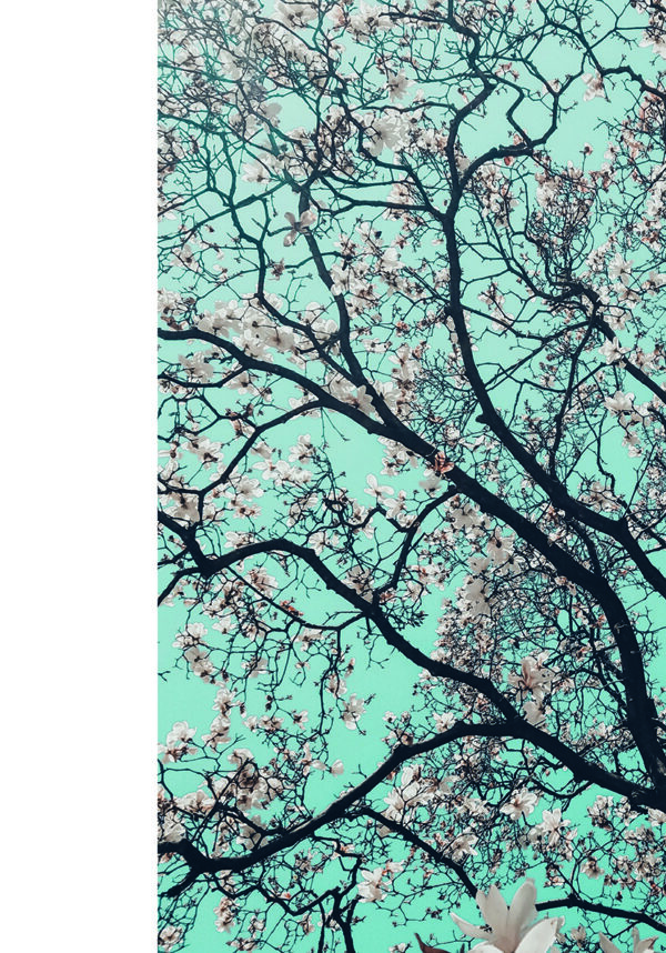 Flores primaverales bajo un cielo azul