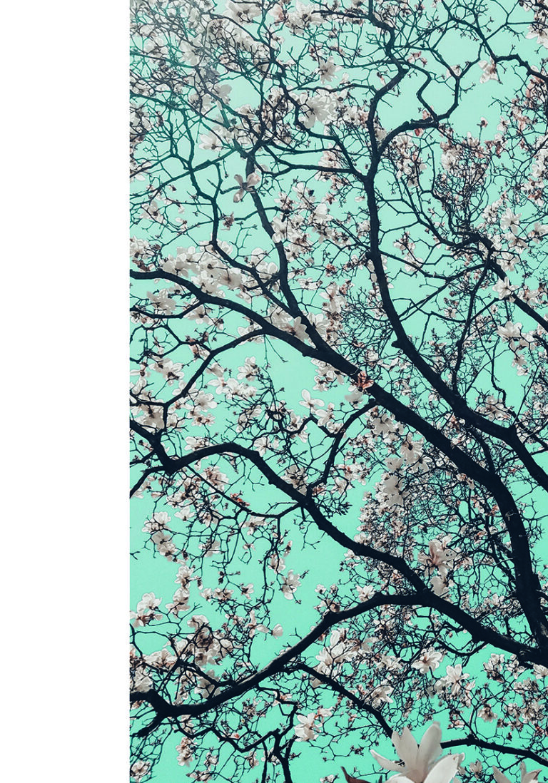 Flores primaverales bajo un cielo azul