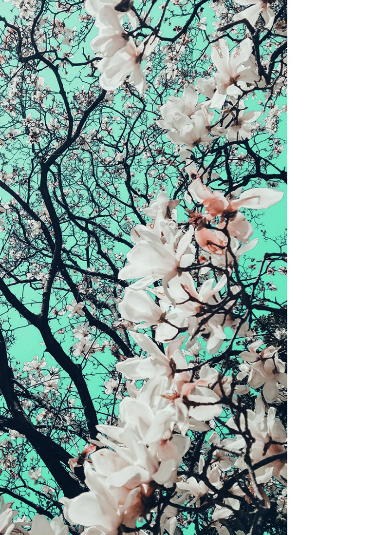Ramas florecientes de magnolia contra el cielo