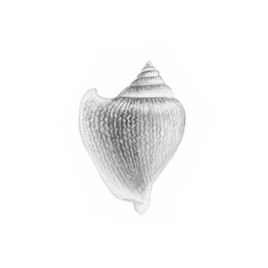 Arte de concha minimalista en blanco y negro