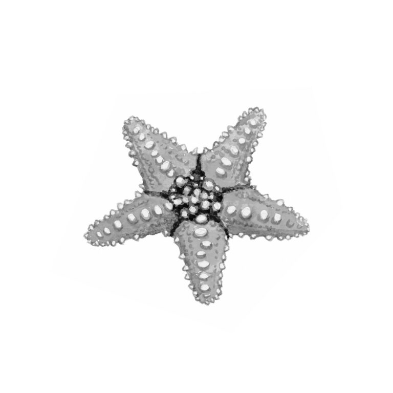 Ilustración detallada de una estrella de mar