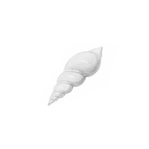 Dibujo detallado de una caracola en espiral