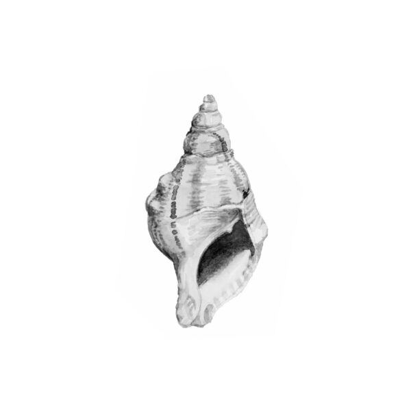 Diseño monocromático de ilustración de concha