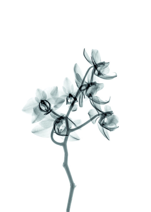 Obra botánica elegante en monocromo
