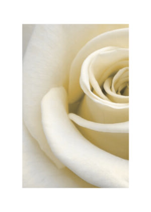Primer plano de una rosa blanca