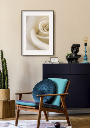 Primer plano de una rosa blanca