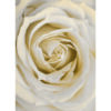 Primer plano elegante de rosa blanca