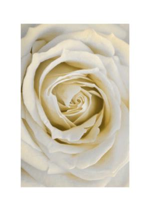 Primer plano elegante de rosa blanca