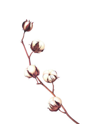Ilustración elegante de planta de algodón