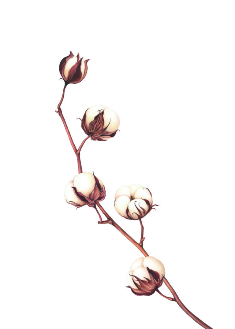 Ilustración elegante de planta de algodón