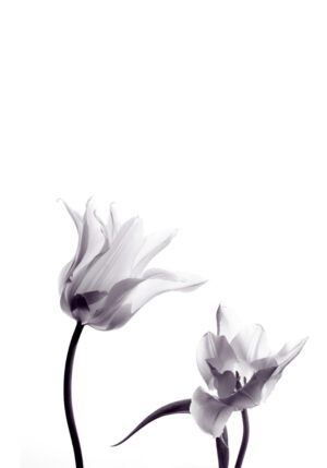 Composición elegante de tulipanes en blanco y negro