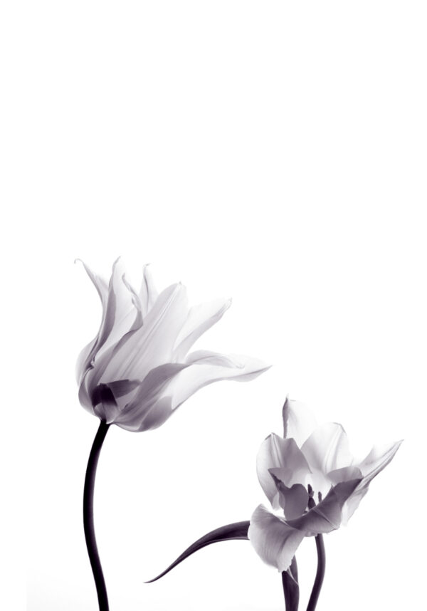 Composición elegante de tulipanes en blanco y negro