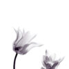 Composición elegante de tulipanes en blanco y negro