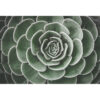 Primer plano de una suculenta verde