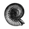Ilustración vintage detallada de nautilus