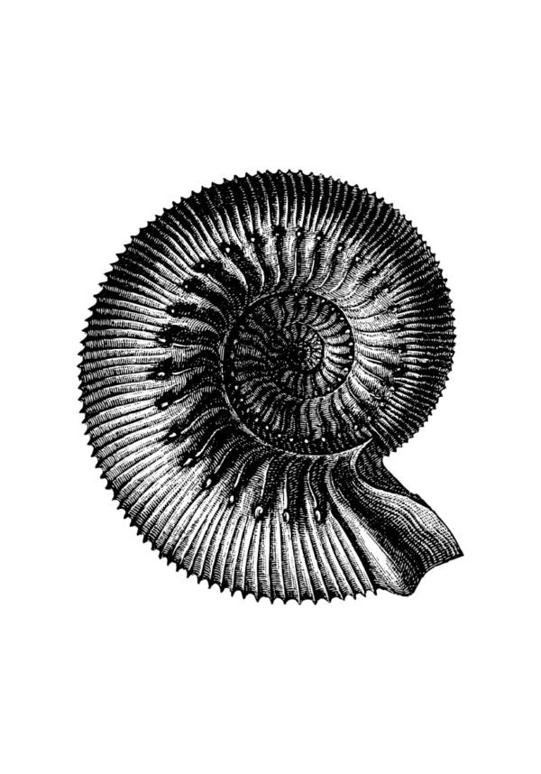 Ilustración vintage detallada de nautilus