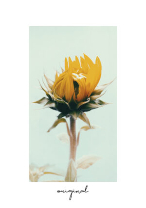 Girasol amarillo vibrante en plena floración