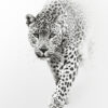 Leopardo en estilo minimalista blanco y negro