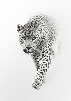 Leopardo en estilo minimalista blanco y negro