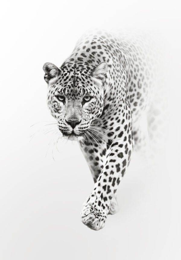 Leopardo en estilo minimalista blanco y negro