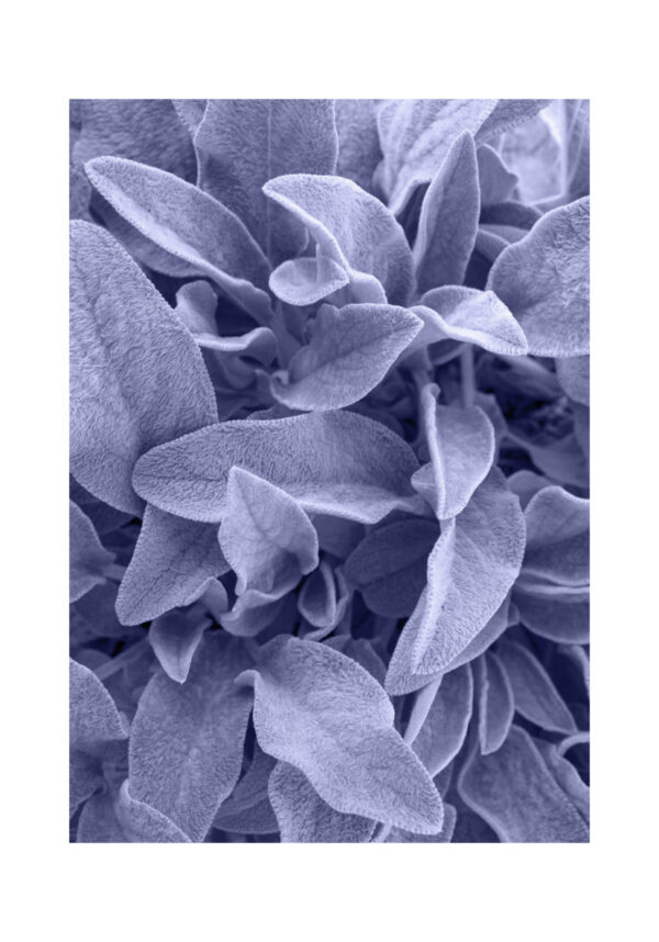 Texturas de hojas aterciopeladas suaves