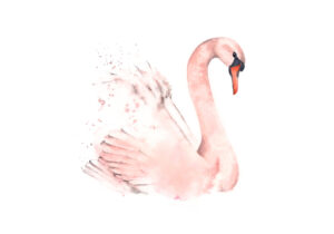 Ilustración elegante de cisne en acuarela