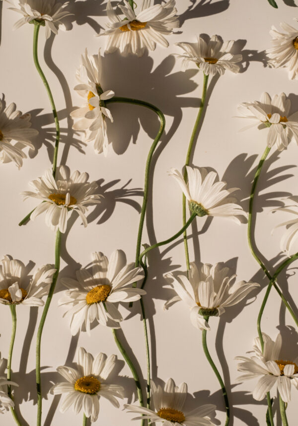 Elegantes margaritas con sombras sutiles