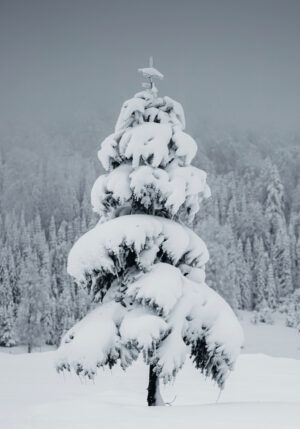 Árbol cubierto de nieve en paisaje invernal