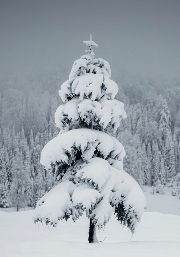 Árbol cubierto de nieve en paisaje invernal