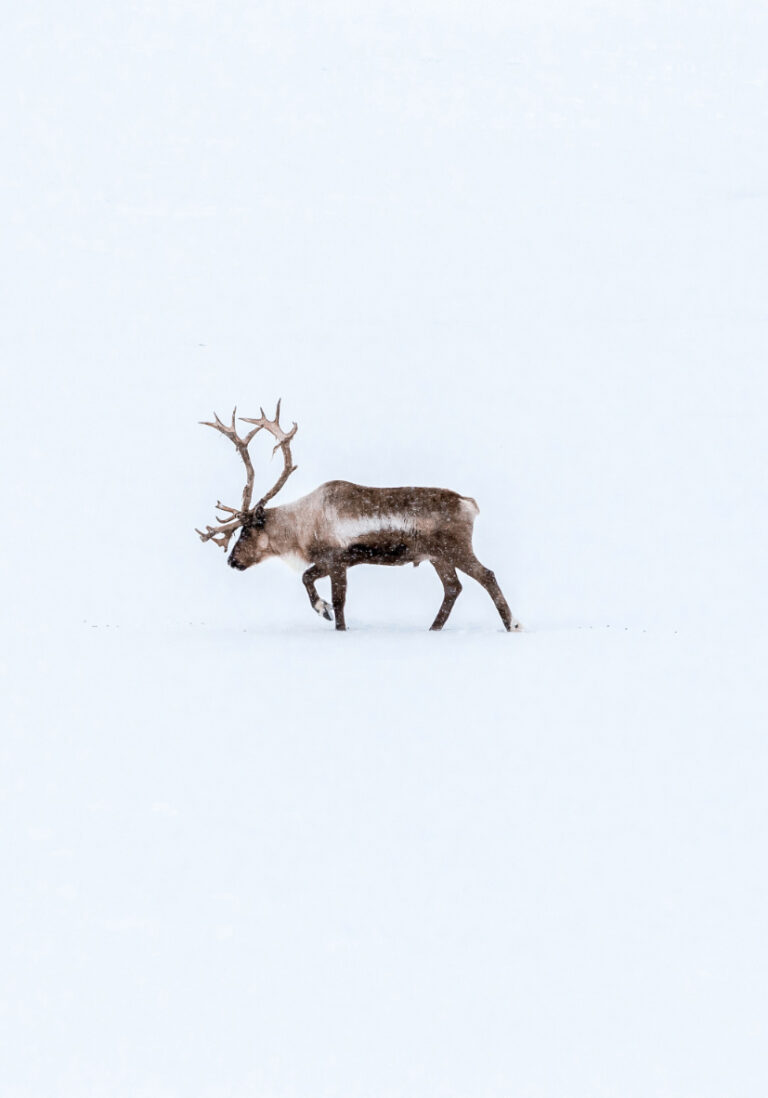 Reno solitario sobre fondo nevado