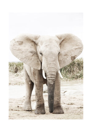 Retrato majestuoso de un elefante
