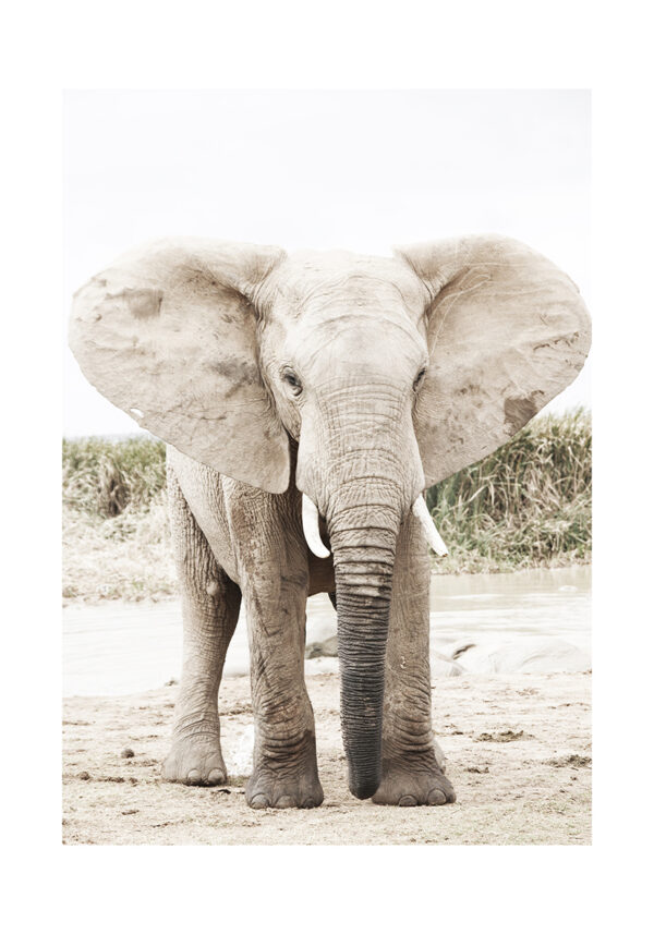 Retrato majestuoso de un elefante
