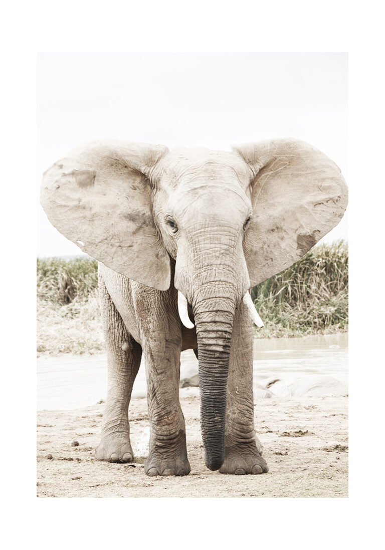 Retrato majestuoso de un elefante
