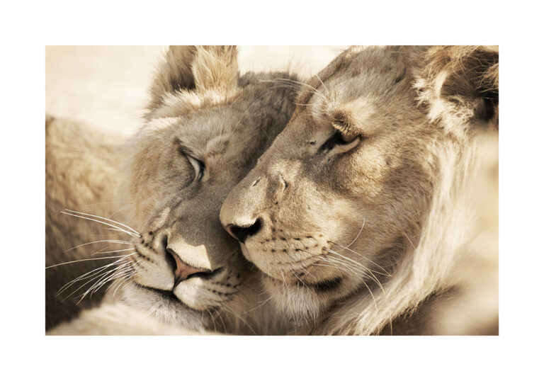 Leones cariñosos en primer plano
